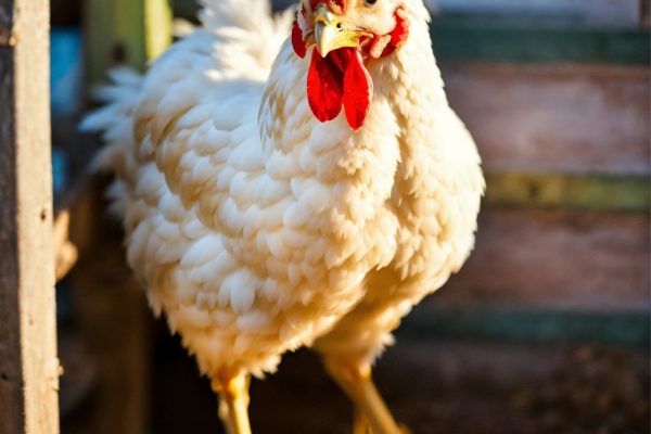 chicken-prices-update-march-2024