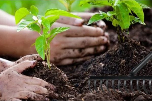 punjabs plant for pakistan initiative sets new record in tree planting