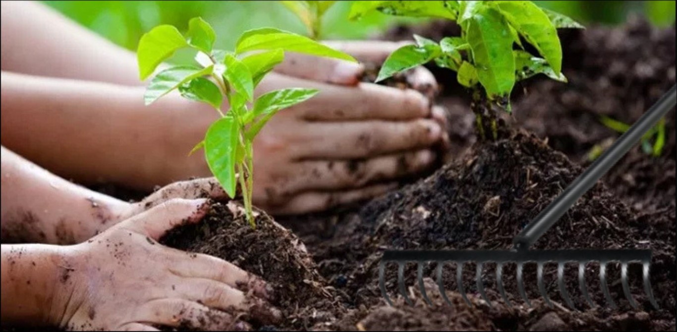 punjabs plant for pakistan initiative sets new record in tree planting