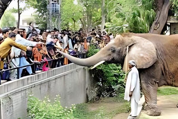 discover what's new on this eid lahore zoo to remain closed due to renovation