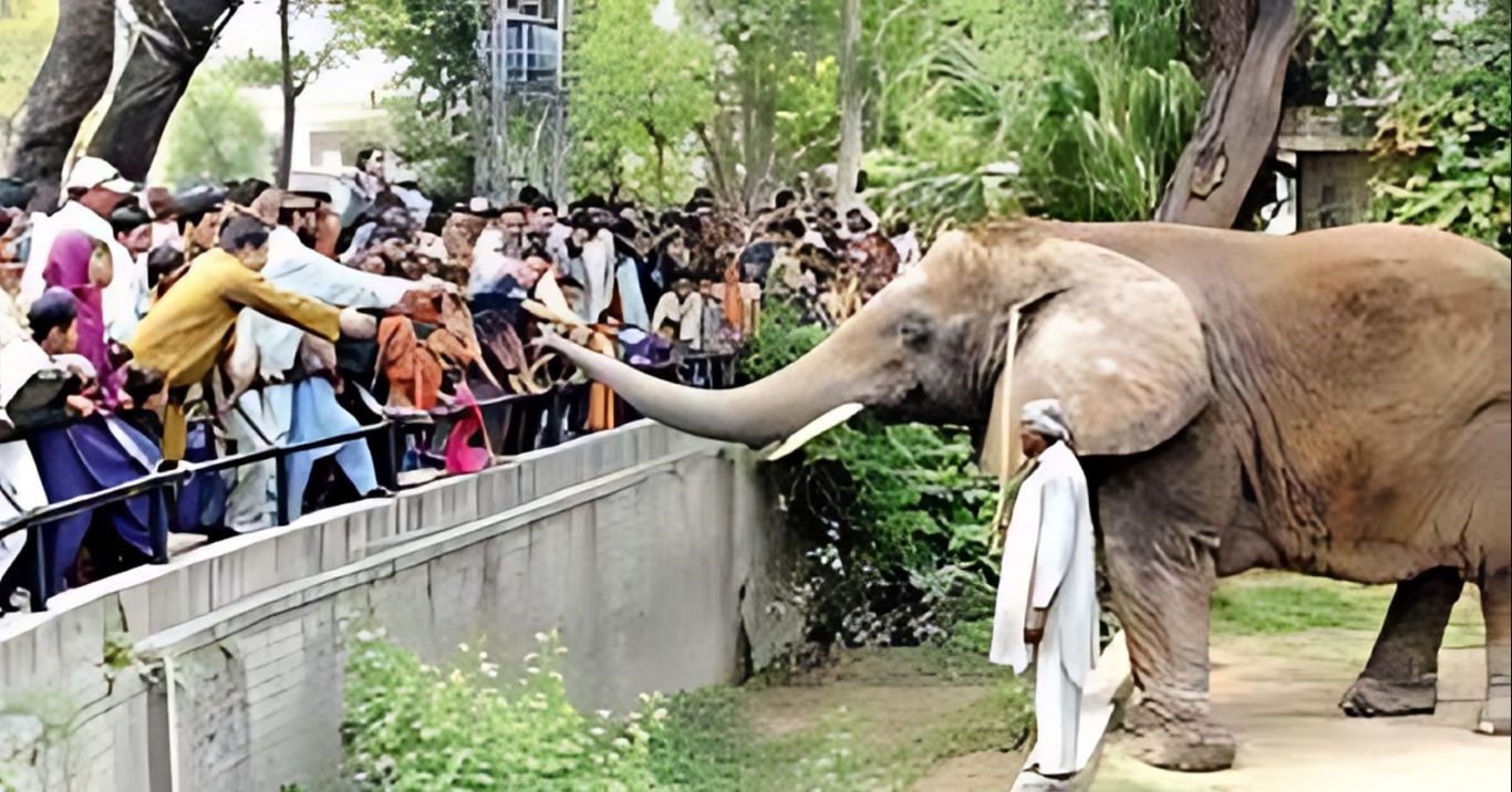 discover what's new on this eid lahore zoo to remain closed due to renovation