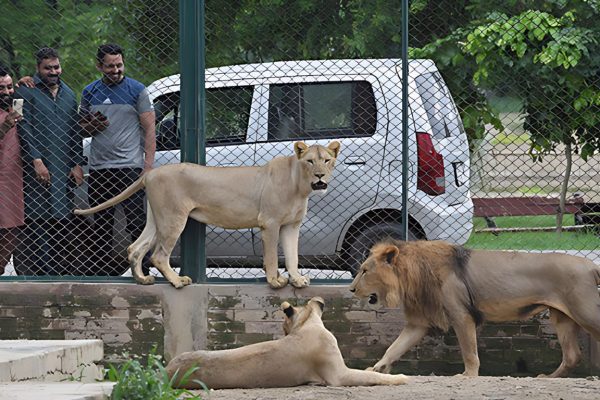 exploring lahore zoo a comprehensive guide to pakistan's oldest zoological garden