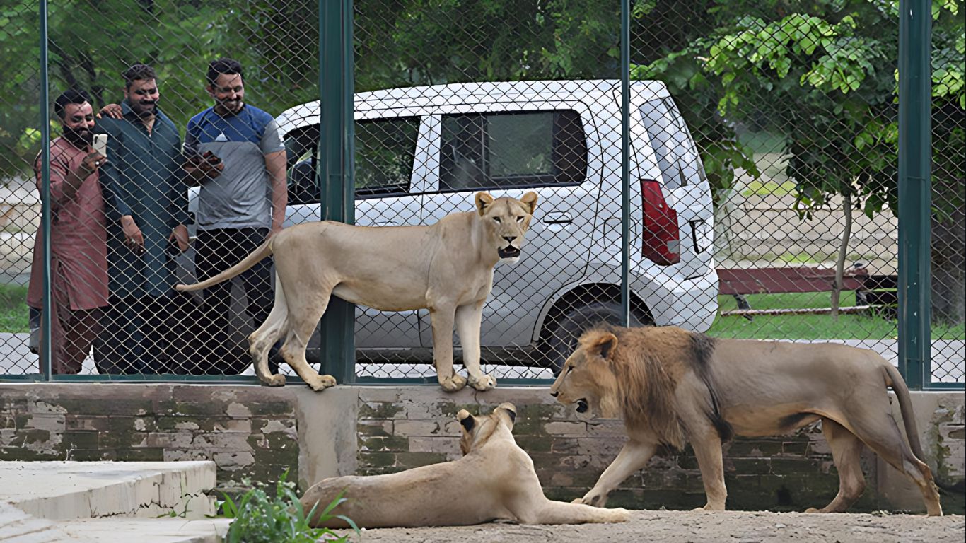 exploring lahore zoo a comprehensive guide to pakistan's oldest zoological garden