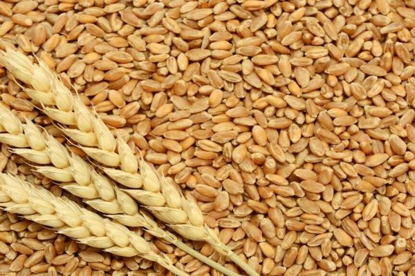 pakistan's economic committee greenlights wheat procurement plan for 2024