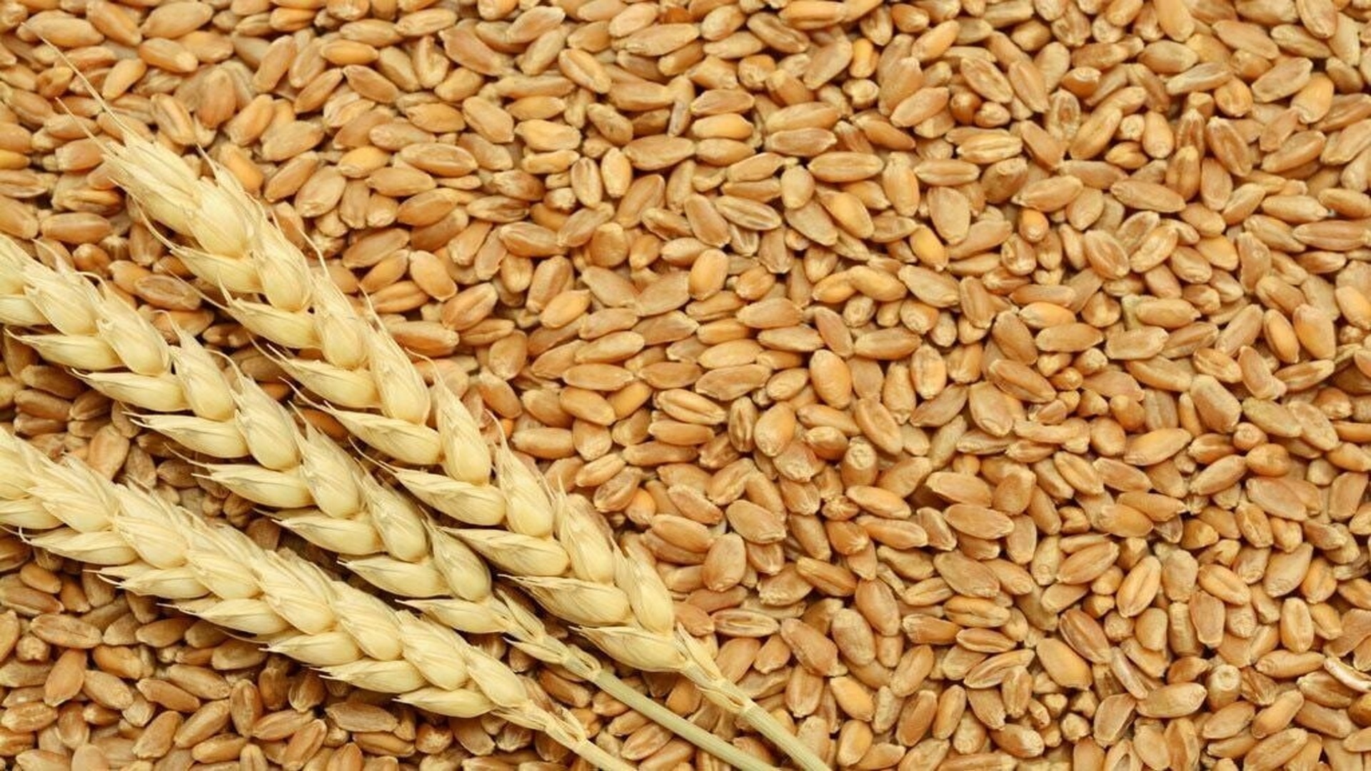 pakistan's economic committee greenlights wheat procurement plan for 2024