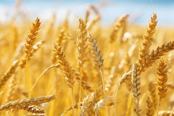 punjab farmers demand fair wheat prices post eid