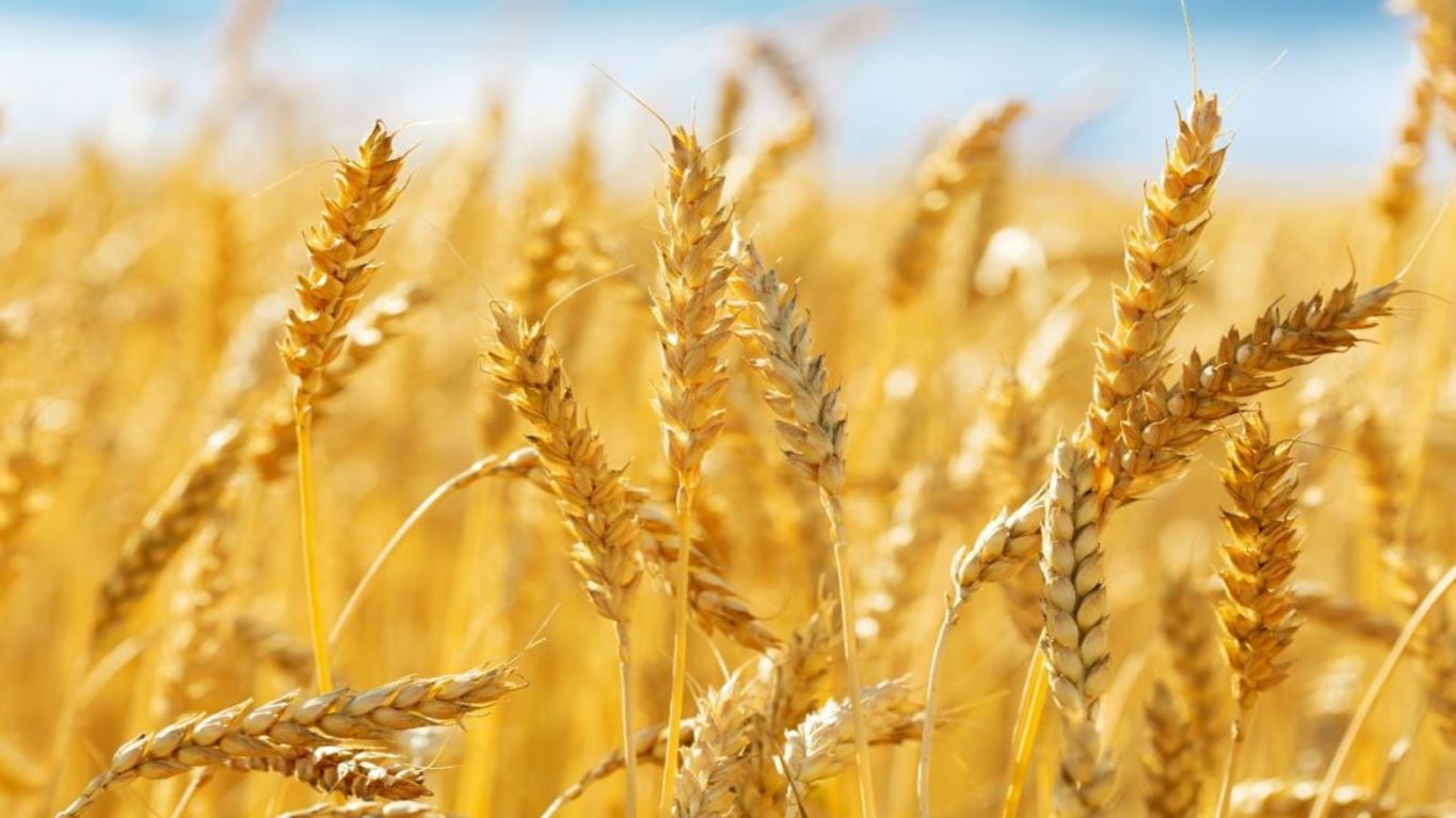 punjab farmers demand fair wheat prices post eid