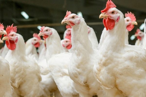 rising chicken prices in lahore raise suspicions of supplier collusion