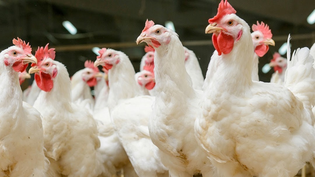 rising chicken prices in lahore raise suspicions of supplier collusion