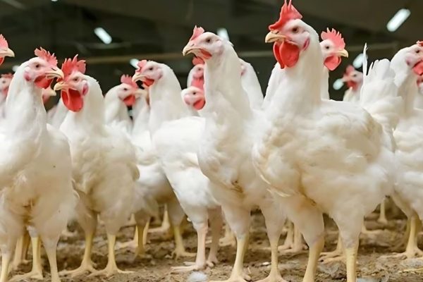 rising poultry prices strain punjab consumers during ramadan