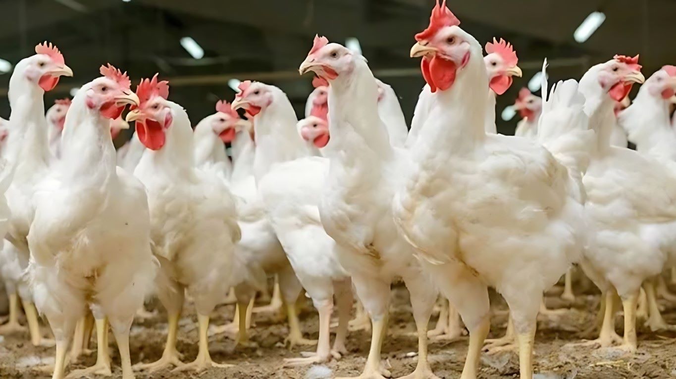 rising poultry prices strain punjab consumers during ramadan