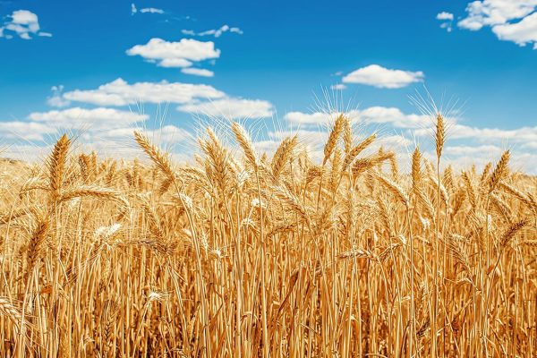 wheat prices plummet in punjab, farmers' plight deepens