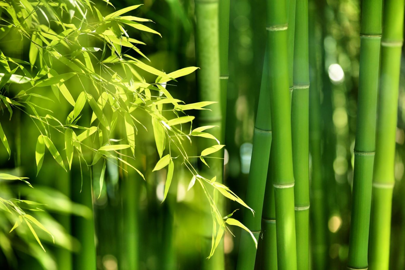 bamboo the new transparent, fire resistant material