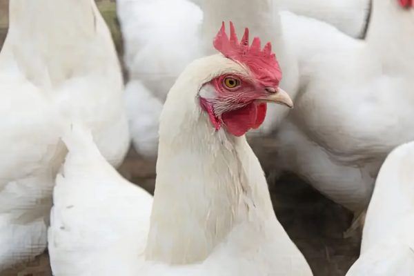 chicken prices drop in lahore due to low demand