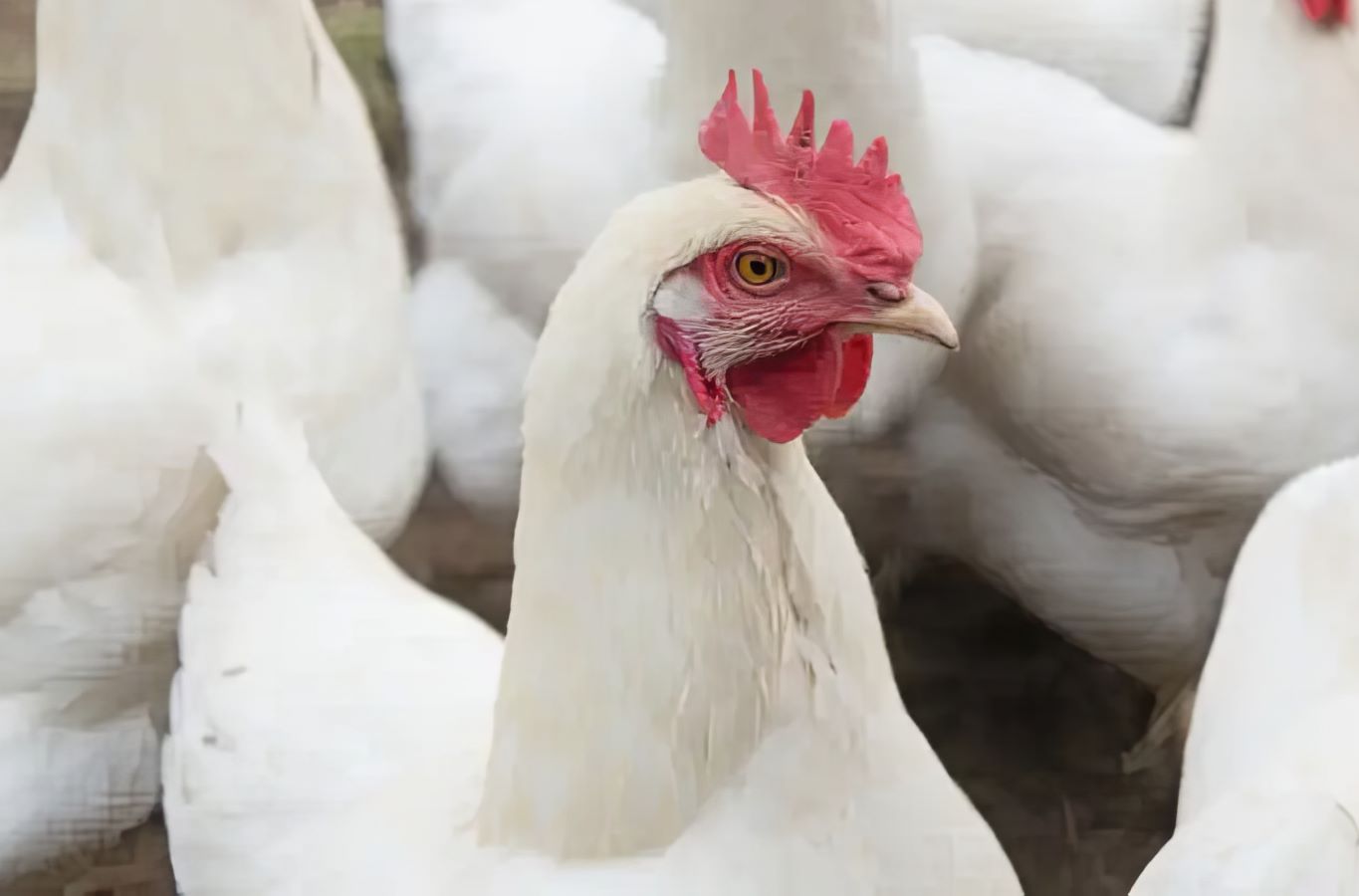 chicken prices drop in lahore due to low demand