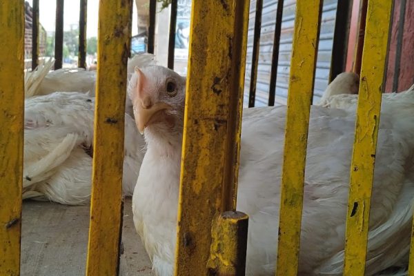 chicken prices drop in lahore, punjab