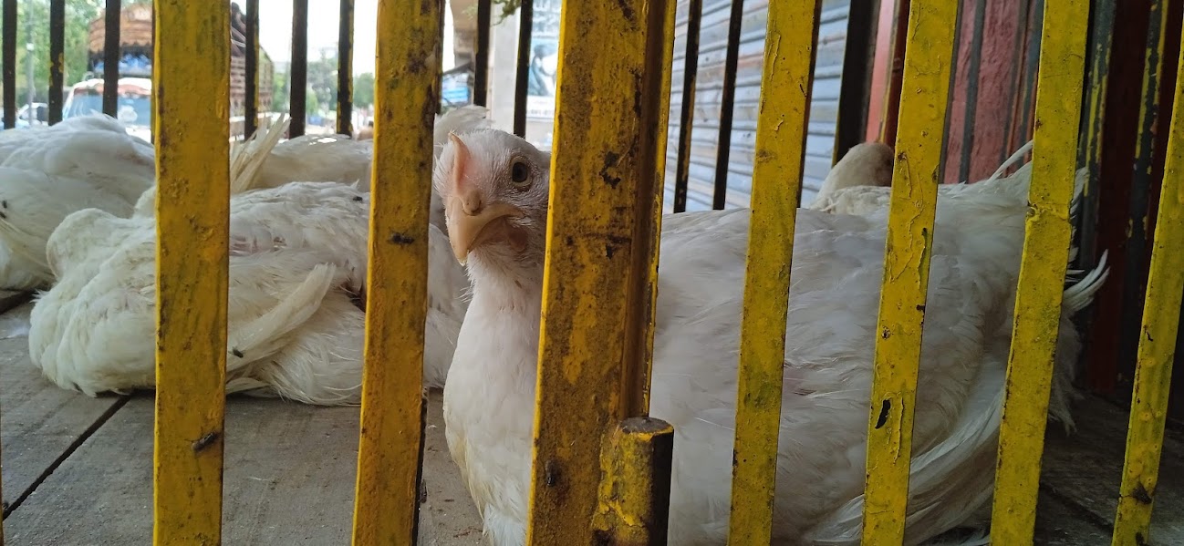 chicken prices drop in lahore, punjab