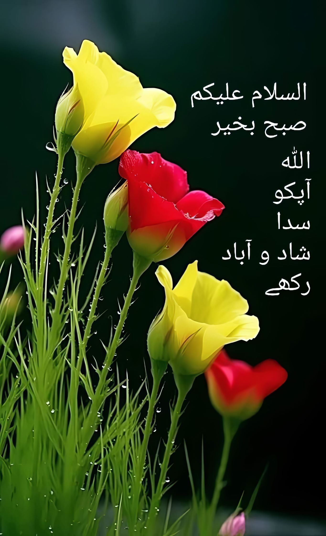 good morning dua 003