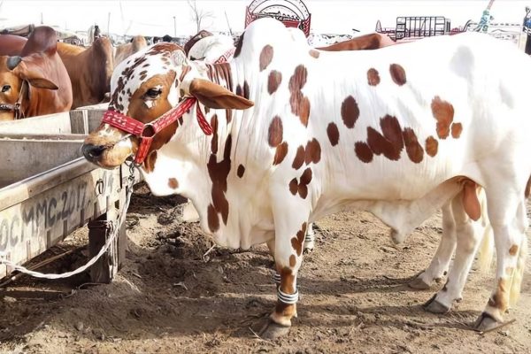 lahore authorities shut down seven illegal cattle markets