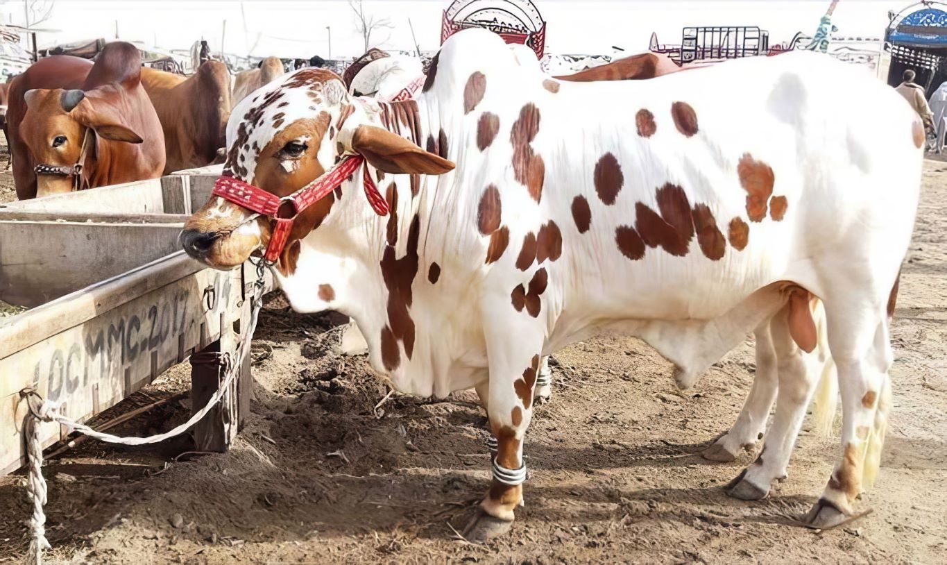 lahore authorities shut down seven illegal cattle markets