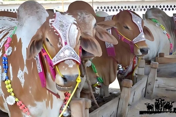 lahore metropolitan corporation closes seven illegal cattle markets